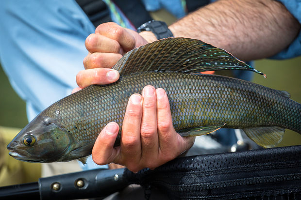 This mammoth grayling required a little encouragement with it's dorsal fin. Arctic Grayling