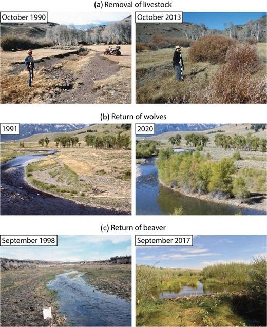 These paired photo examples provided by the authors of the article show recovering riparian or aquatic habitats after the removal of livestock in Oregon (a), after the reintroduction of wolves in 1995-1996 in Yellowstone National Park (b), and after beavers were introduced to a watershed in northern Nevada (c) (image credit: Ripple, et. al. / BioScience). before and after rewilding