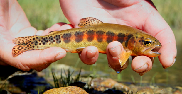 The protogolden. Golden Trout