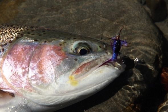 Fly Fishing New Zealand: A DIY Primer - Part I | Hatch Magazine - Fly ...