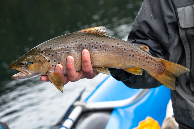 This pretty brown trout from Patagonia's Rio Frey took a streamer swung accurately stripped through some nice holding water not 15 feet from the boat (photo: Chad Shmukler). Patagonia - Rio Frey - Brown Trout