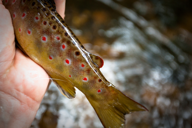 Photo: Chad Shmukler. Brown Trout Spots