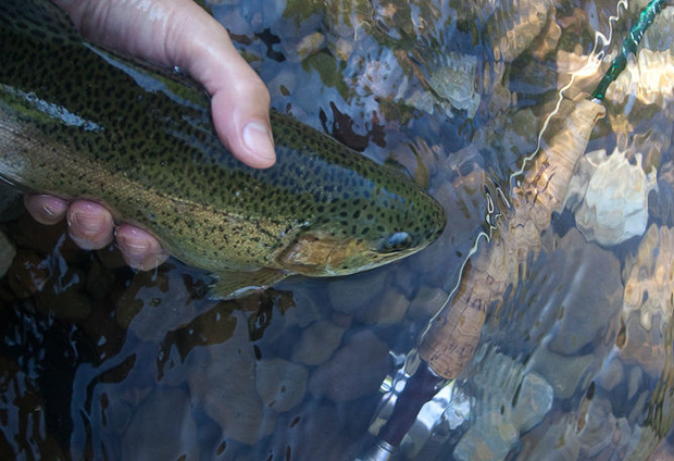 Freestone Trout Freestone Trout