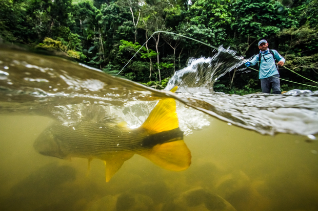 Bolivian Dorado