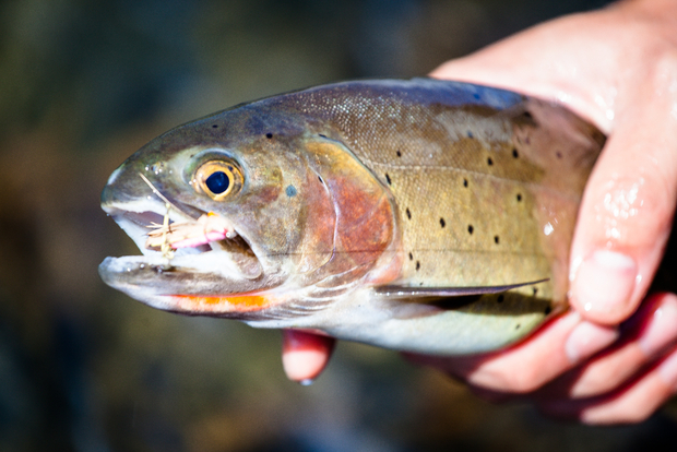 A native Yellowstone cutthroat trout (photo: Chad Shmukler). Native Yellowstone cutthroat trout