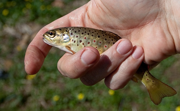 Small, even by the standards of my tiny home waters. Brown Trout