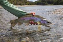 rainbow trout