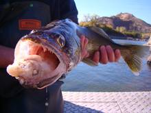 A non-native Columbia River walleye with a partially digested fish in its mouth