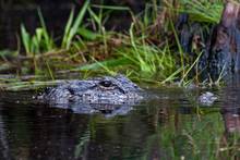 An alligator in the Okefenokee National Wildlife Refuge