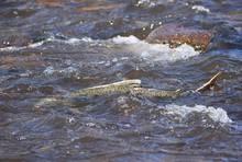 klamath river salmon return