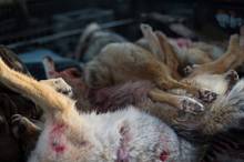 Coyote bodies after a wildlife killing contest in Salmon, Idaho