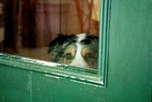 dog looking through window