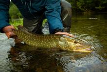 slovenia pike - unica river - fly fishing in slovenia