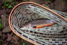 brook trout