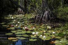 okefenokee swamp