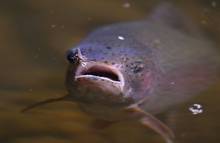 rainbow trout eating mayfly