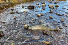 Chinook salmon spotted in an upper Klamath River tributary